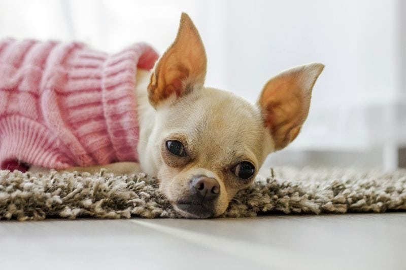 wortel Begin Verbetering Dog Mat Training: Teach Your Dog to Relax on Her Mat!