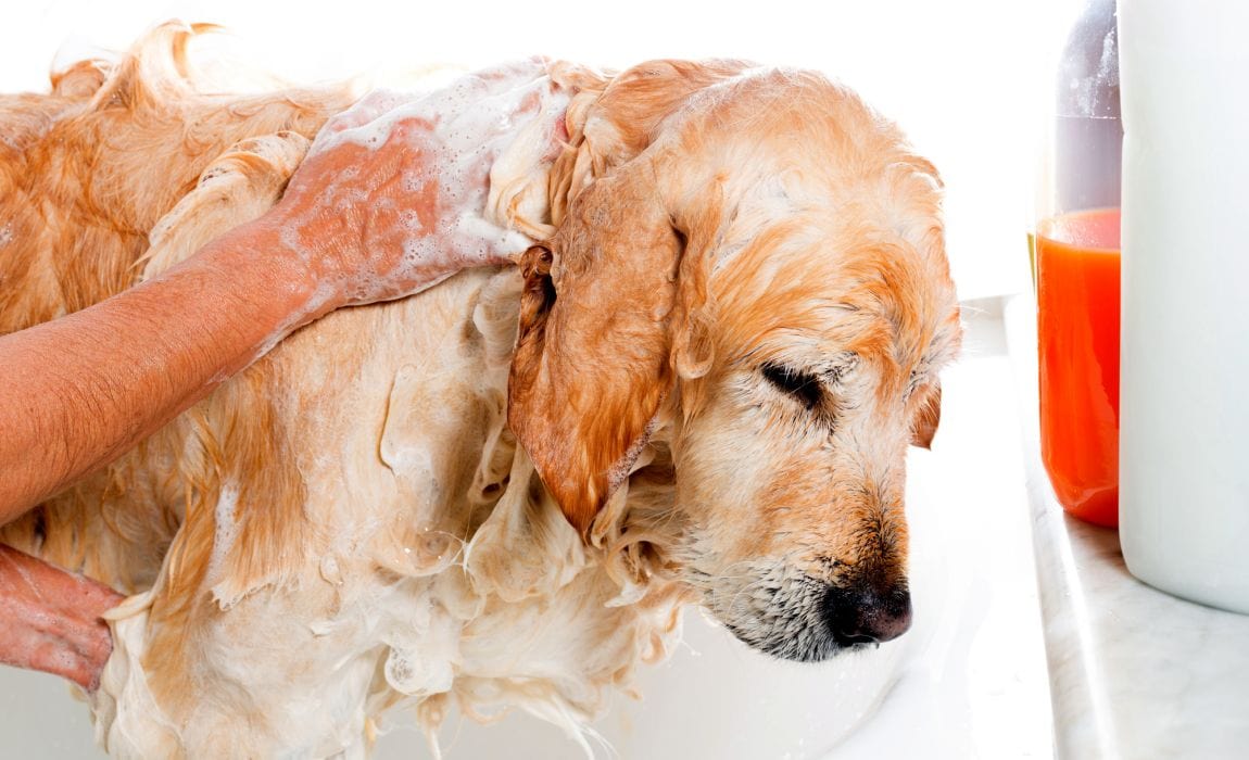 When Can You Wash A Puppy With Flea Shampoo