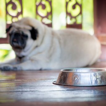 Stainless Steel Water Bowl for Dogs
