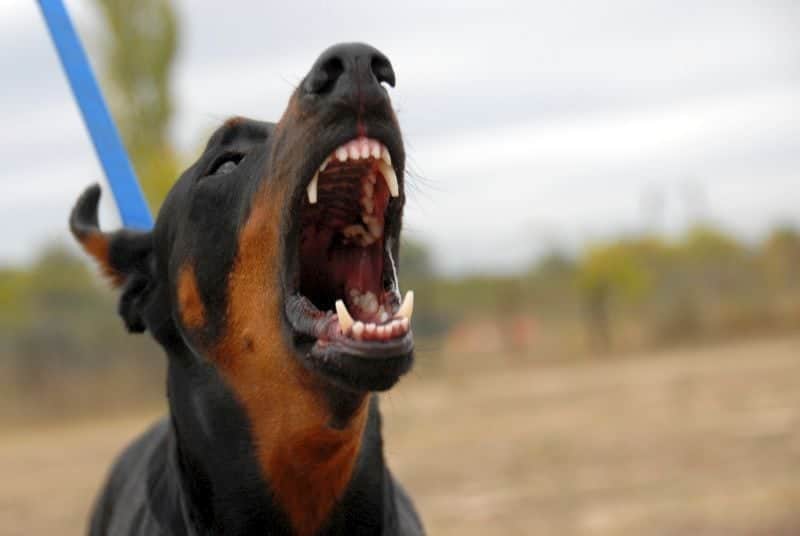 Types of Canine Aggression
