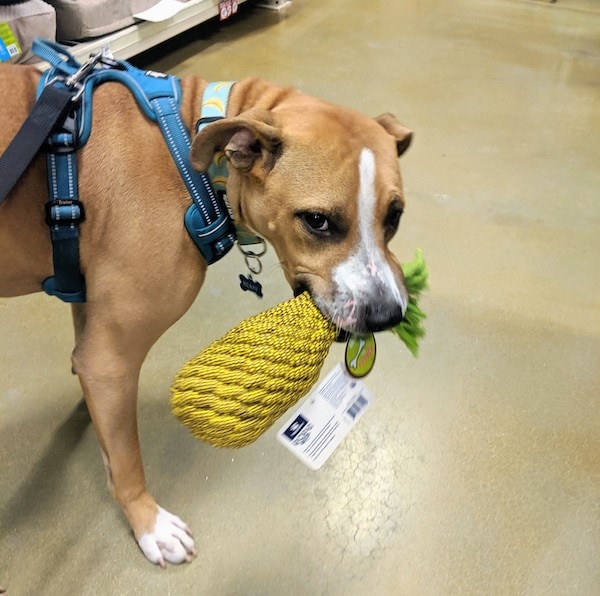 petsmart puppy socialization