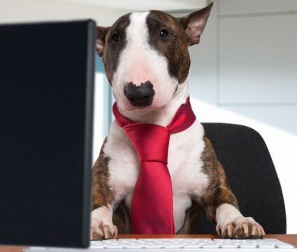 make resume for your dog