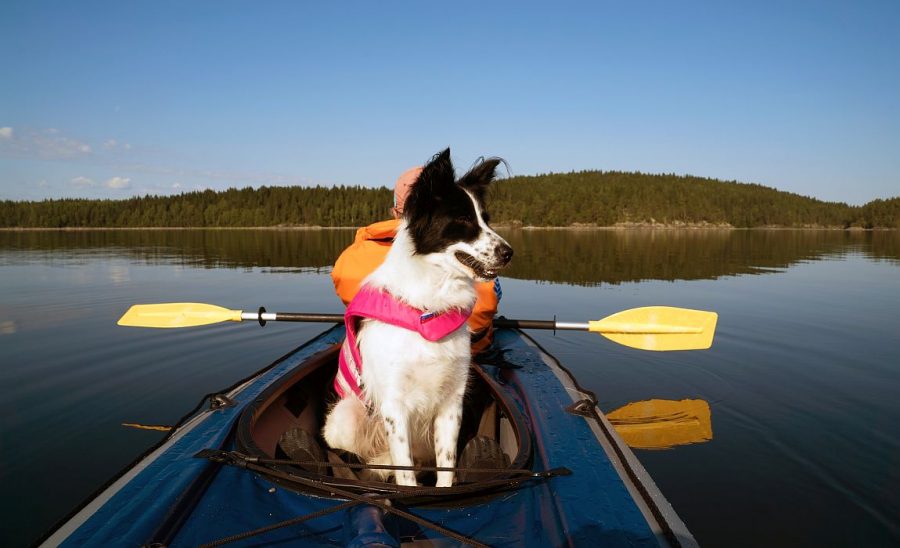 Best 2 Person Kayak for Dogs 