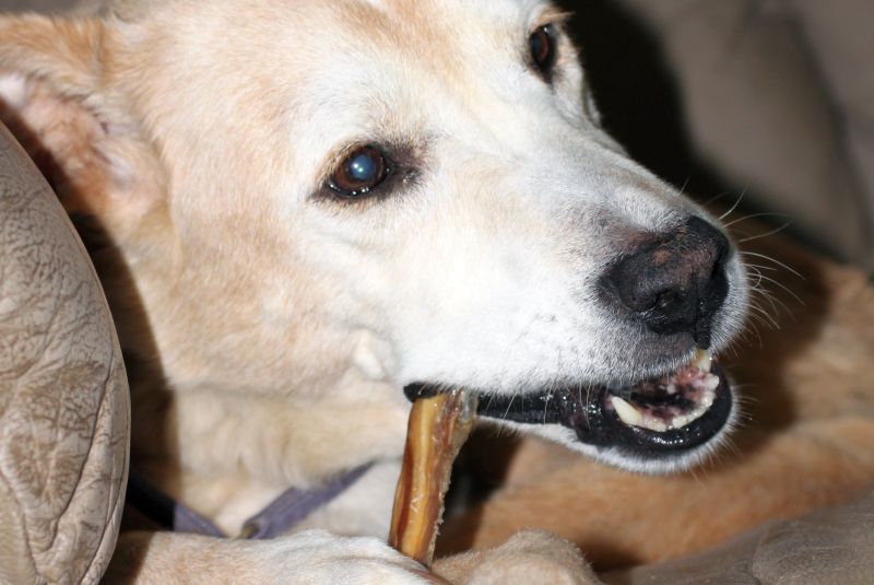 Bully Sticks for Dogs