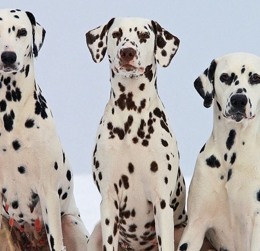 15 Tricolor Dog Breeds Black Brown White All Over 
