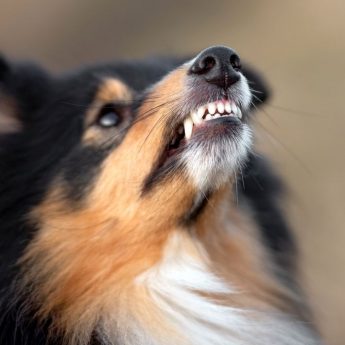 Types of Dog Growls