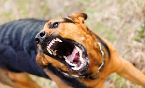 Help! My Dog Snapped at a Child! What Should I Do?