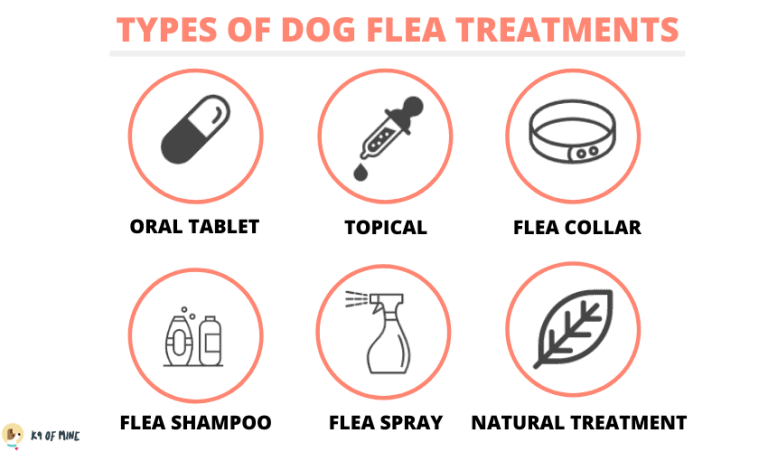 23 Best Flea Treatments for Dogs: Collars, Topicals, Sprays and More!