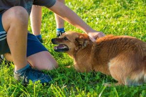 Help! My Dog Snapped at a Child! What Should I Do?