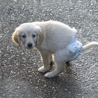 DIY dog diaper