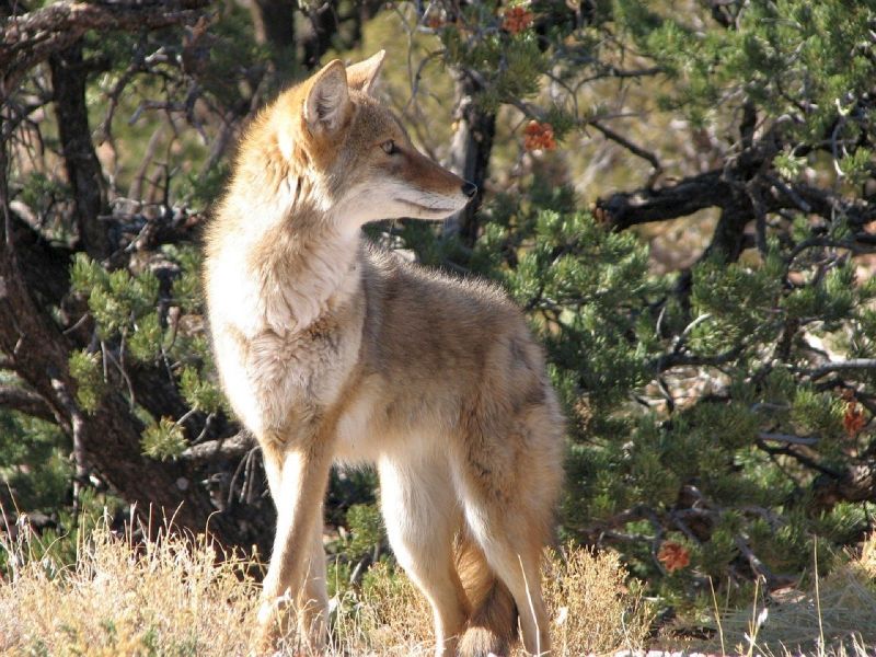 Prevent Coyote Attacks Coyote Deterrent Audio CD 
