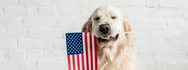 made-in-the-usa-dog-products