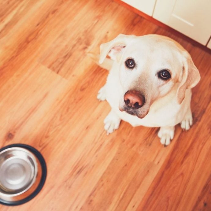 Can Puppies Eat Adult Dog Food? Puppy vs Dog Nutrition & What You Need