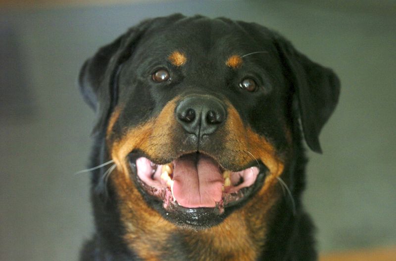 training Rottweilers is easy