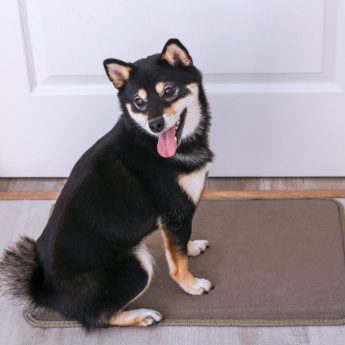 Best Dog Doormats