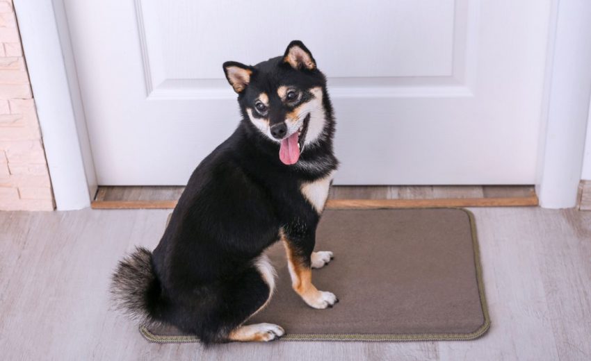 Best Dog Doormats