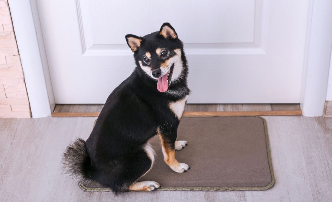 35 x 25" Internet's Best Chenille Dog Doormat Absorbent Surface Non-Skid B 