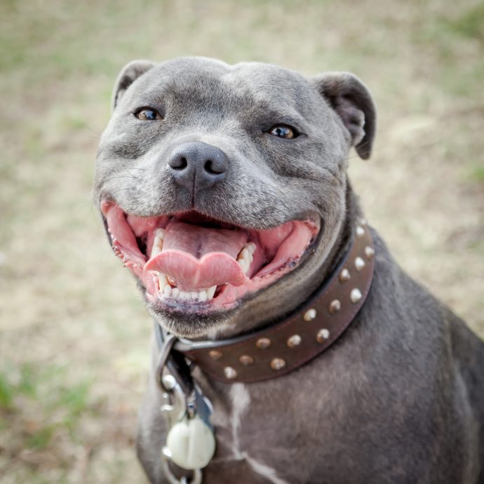 7 Best Wide Dog Collars [2026 Reviews]: Increased Canine Comfort!