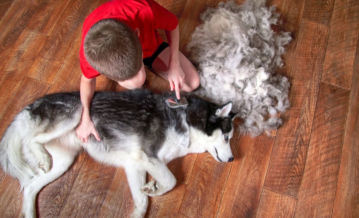 9 Best Dog Brushes for Huskies [2023 Reviews]: Dealing With Husky Hair!