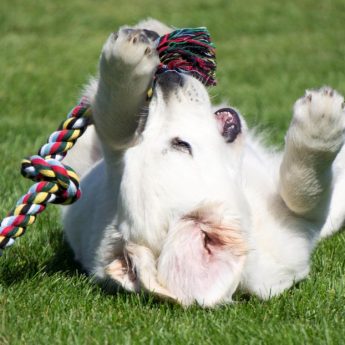 best rope toy for dogs