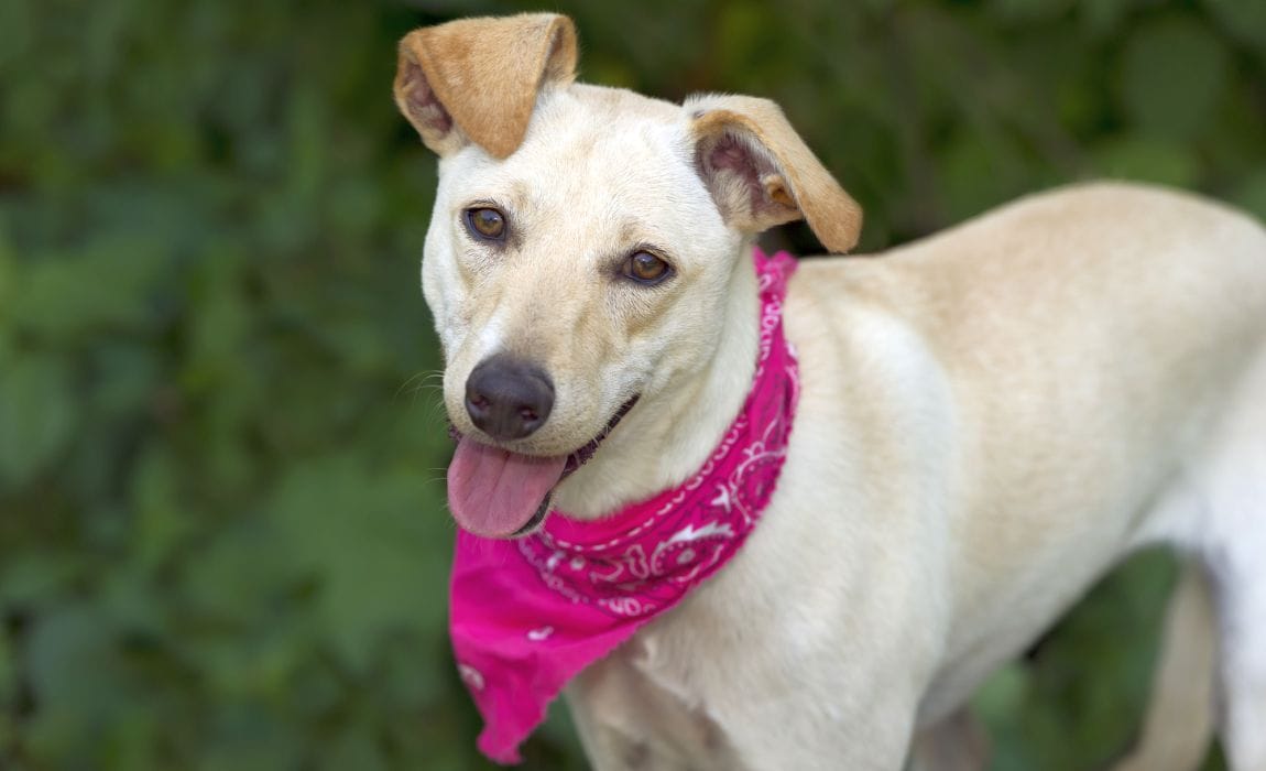 dog bandanna patterns