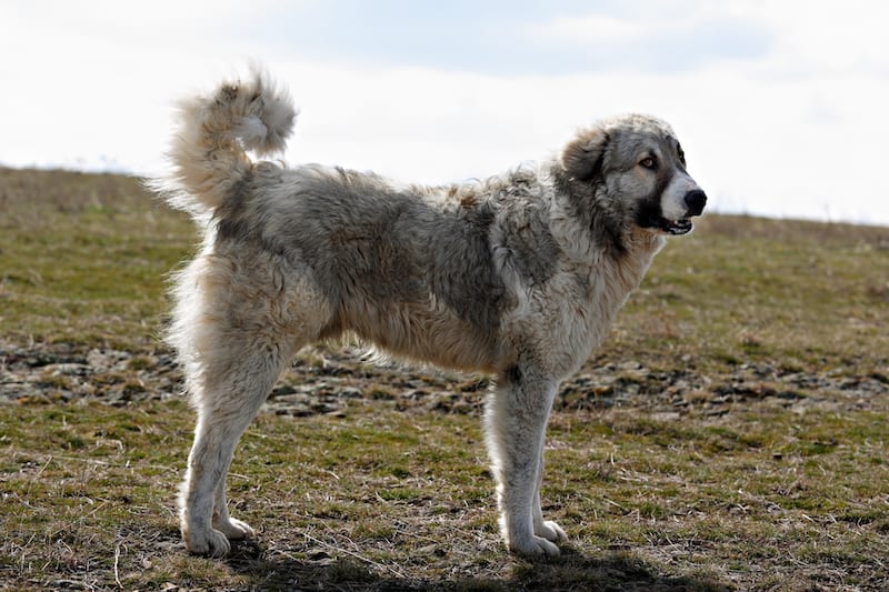 karakachan dog