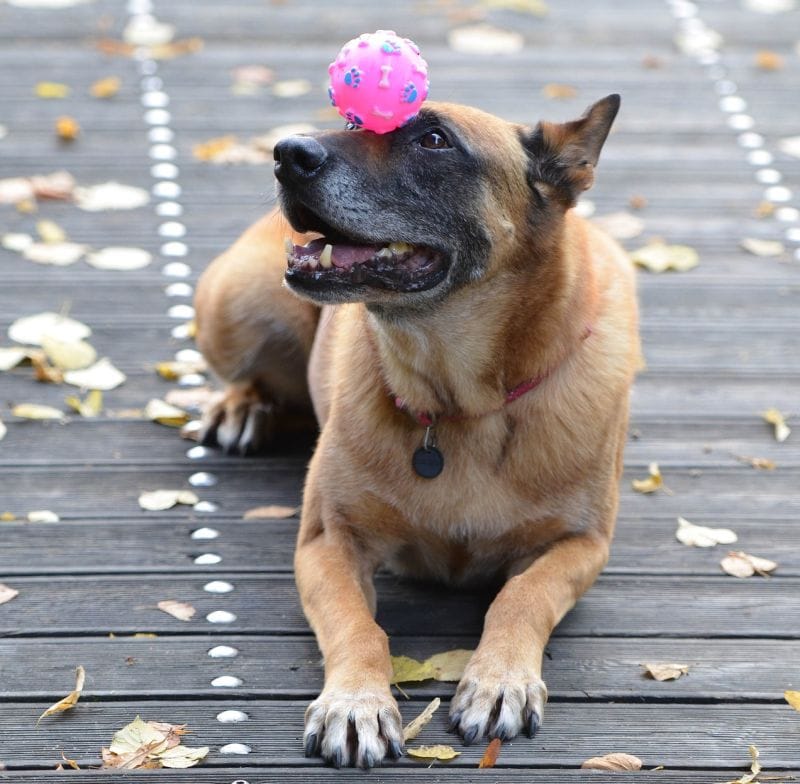 Easiest Dog Breeds to Train: Best Four-Legged Learners! 10 A Belgian malinois is easy to train
