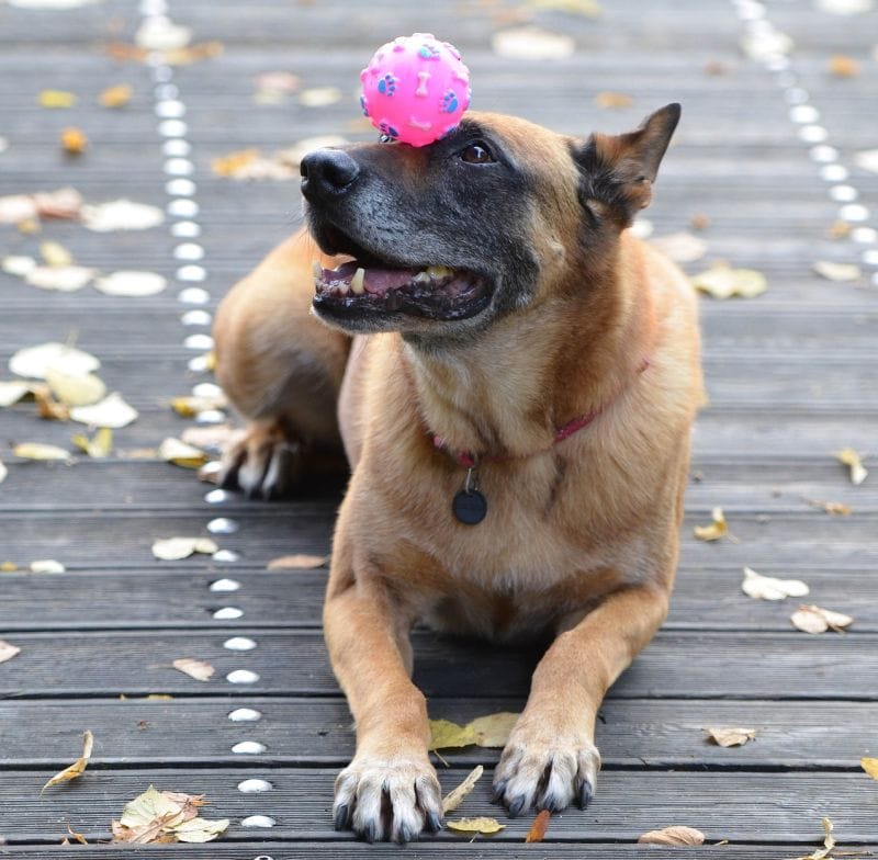 A Belgian malinois is easy to train