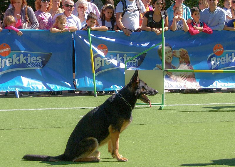 German shepherd showing