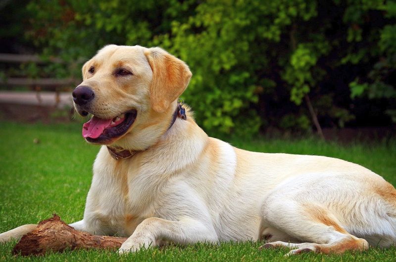 Labrador retrievers can make good city pets