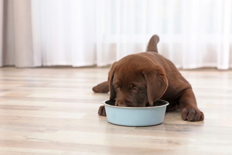 Large breed food for puppies