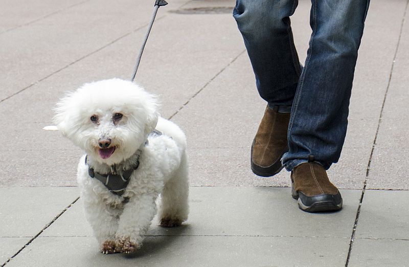 bichon frises are great city dogs