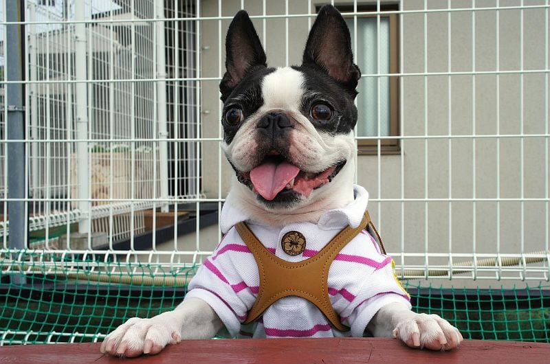 I Boston Terrier fanno buoni cani da città