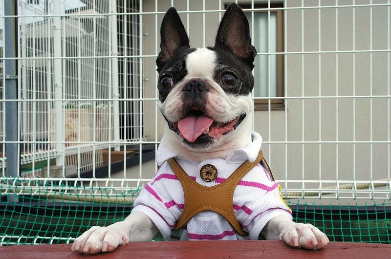 Boston Terriers make good city dogs