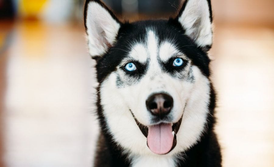 19 Dog Breeds with Blue Eyes: Huskies, Weirmaraners, and More!
