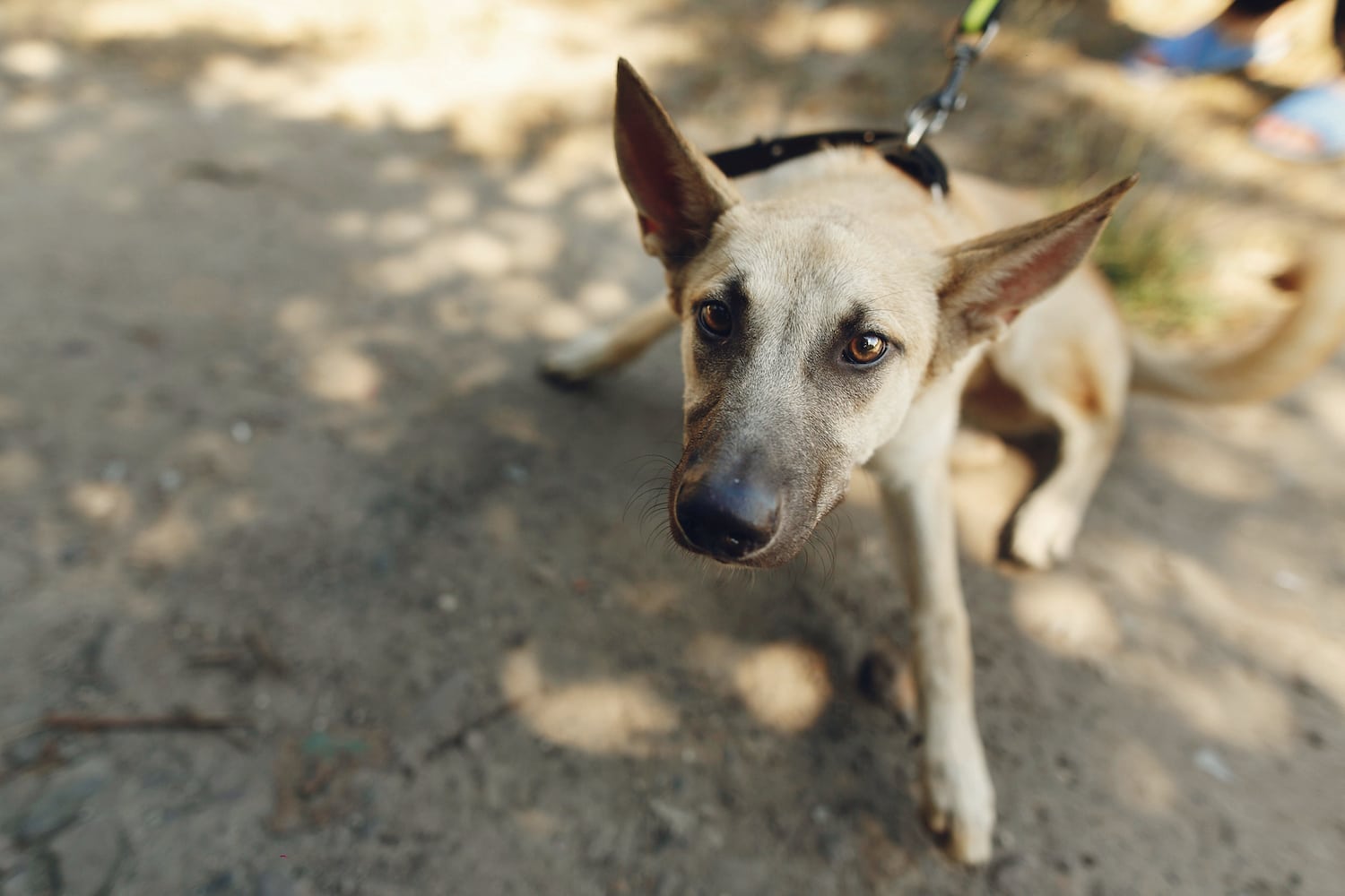 Kong 101: How to keep your pup busy! - Positive Partners Dog Training, LLC