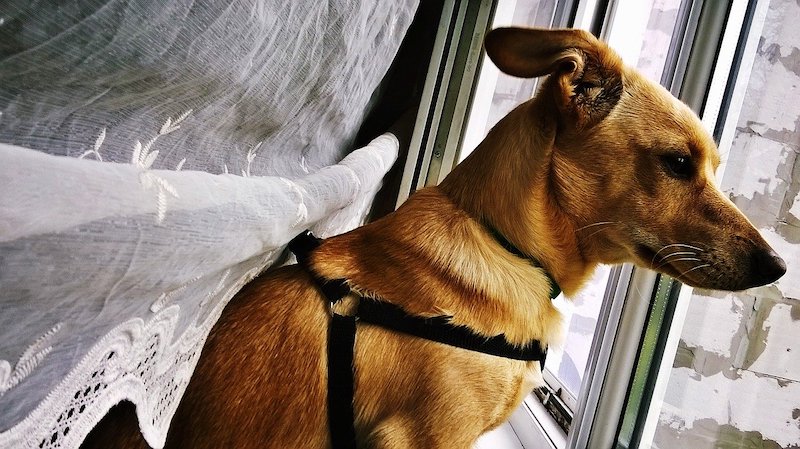 dog looking out of the window