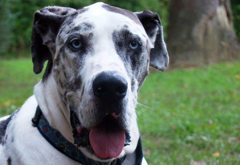 Great Dane with Blue Eyes