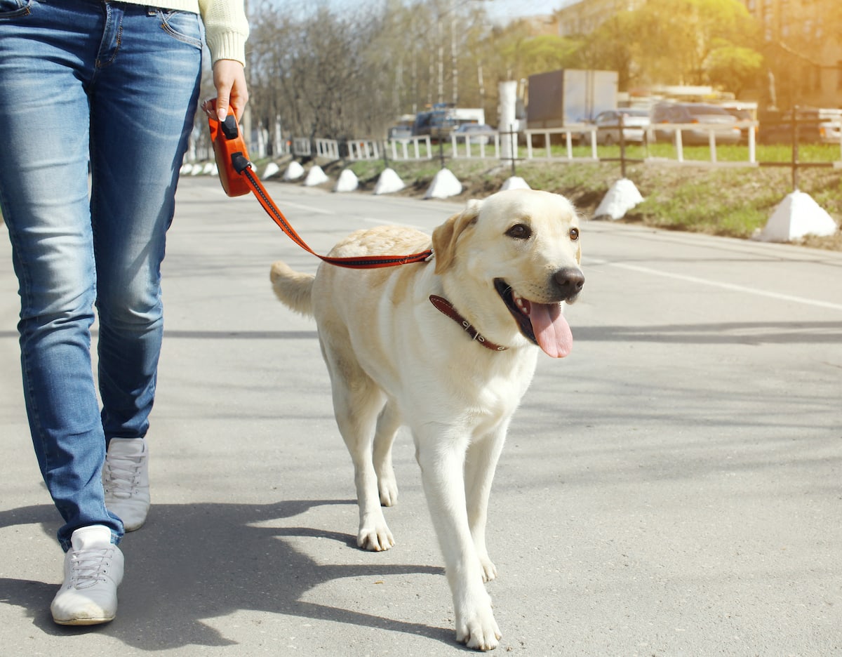 How Much Do Dog Walkers Make? Learn What a Dog Walker's Salary Is!