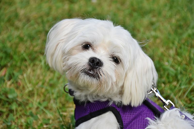 Maltese dogs like city life