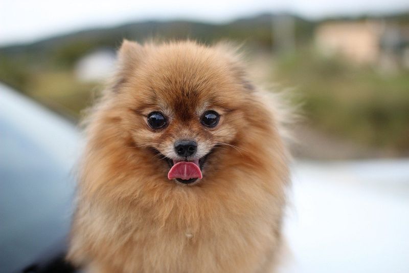 Pomeranians are fluffy