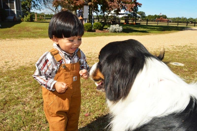 kids and dogs