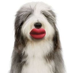 Funny dog photo lips