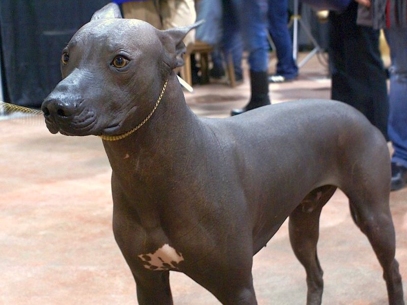 5 Best Hairless Dog Breeds: Fur-Free Four-Footers!