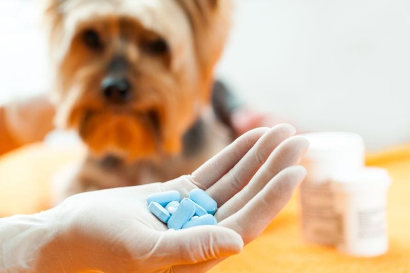 dog medication