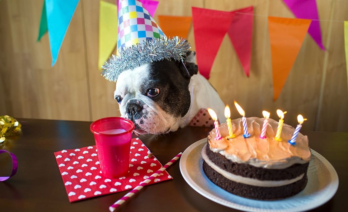 Dog Cake recipe for Dozer's birthday! | RecipeTin Eats