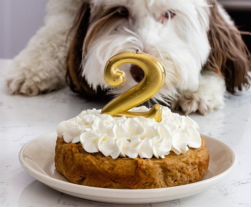 dog-safe birthday cake