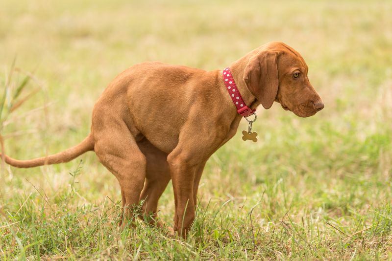 8 Home Remedies for Dog Constipation