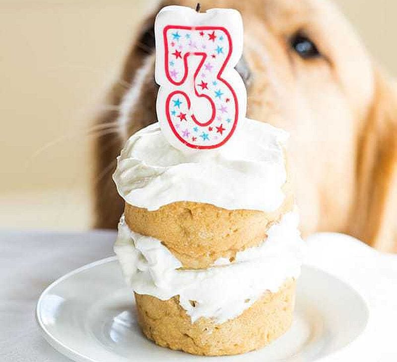 dog wants delicious cupcake