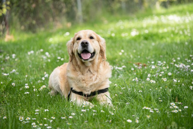 Getting dog to follow directions outdoors